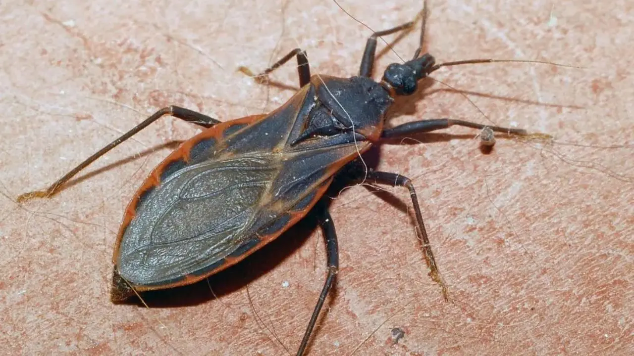 The kissing bug insect