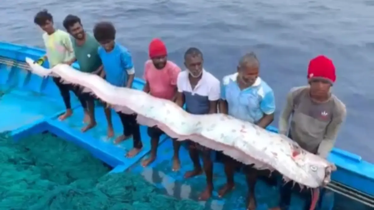 The oarfish measured in at a whopping 30 feet in length.