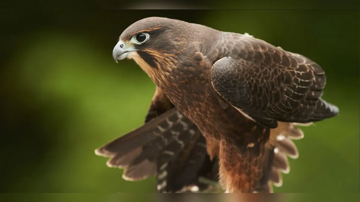 The Ultimate 'Underbird' Victory: Falcon That Eats Competitor Wins NZ's Annual Bird Election The Ultimate 'Underbird' Victory: Falcon That Eats Competitor Wins NZ's Annual Bird Election