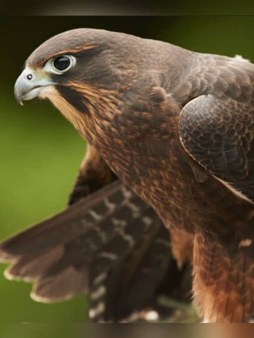 The Ultimate 'Underbird' Victory: Falcon That Eats Competitor Wins NZ's Annual Bird Election