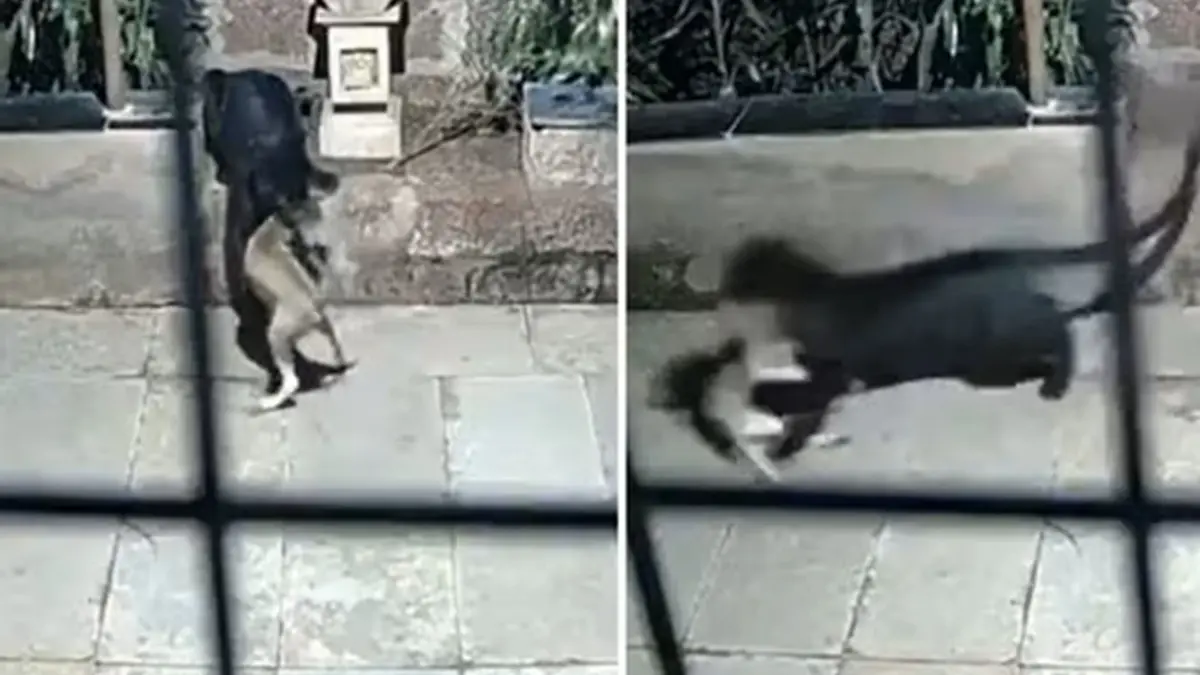 The video shows the elusive melanistic leopard lurking near the tree line, just outside the boundary of a home