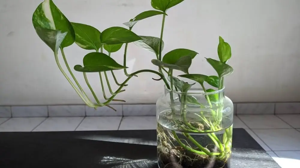 Description of the pic