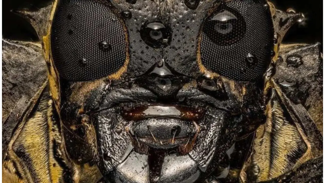 This Insane Macro Close-up Image of Longhorn Beetle is Extremely Creepy