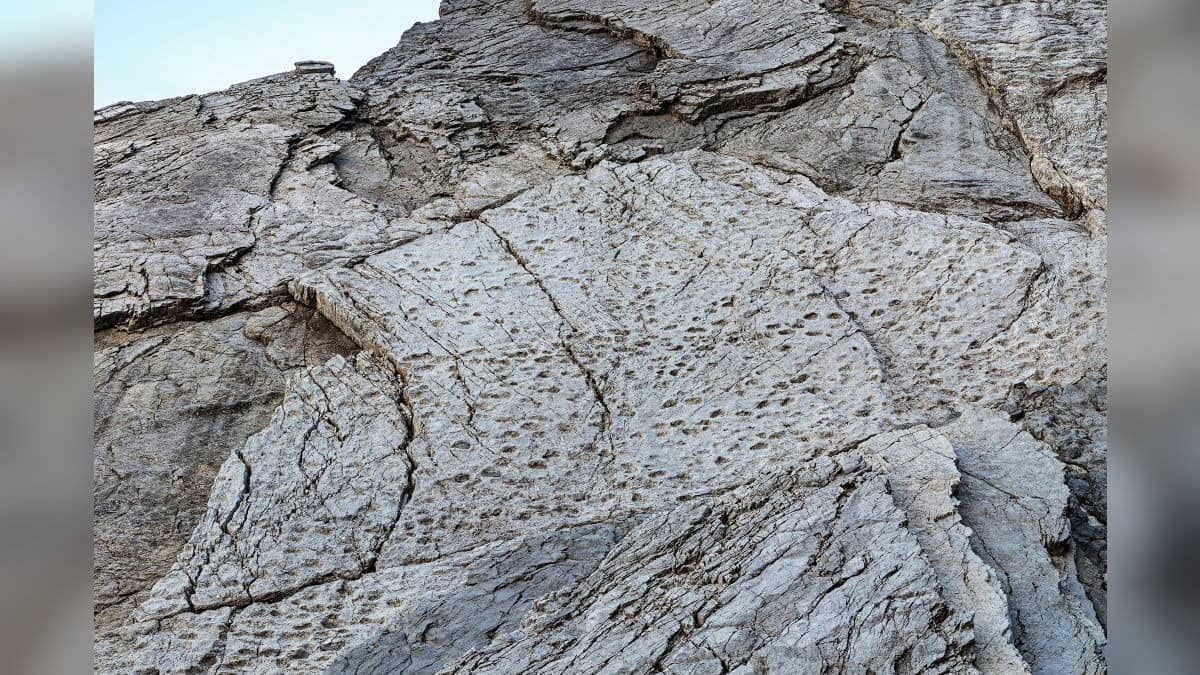 Thousands of 210-Million-Year-Old Dinosaur Footprints Found In Italy, Rare Evidence Of Triassic Period Giants' Pack Behavior Revealed
