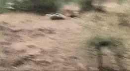 Clash of Queens: Tigresses' Fierce Fight Stuns Safari-Goers in Maharashtra Video: Territorial Battle Between Tigresses Captivates Wildlife Enthusiasts at Tadoba Reserve