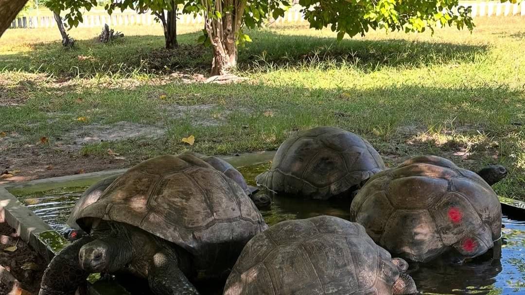 Description of the pic