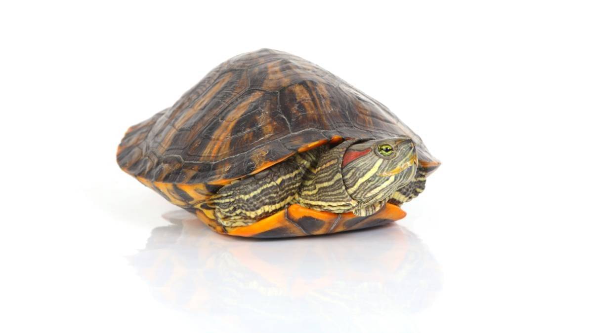 tortoise
