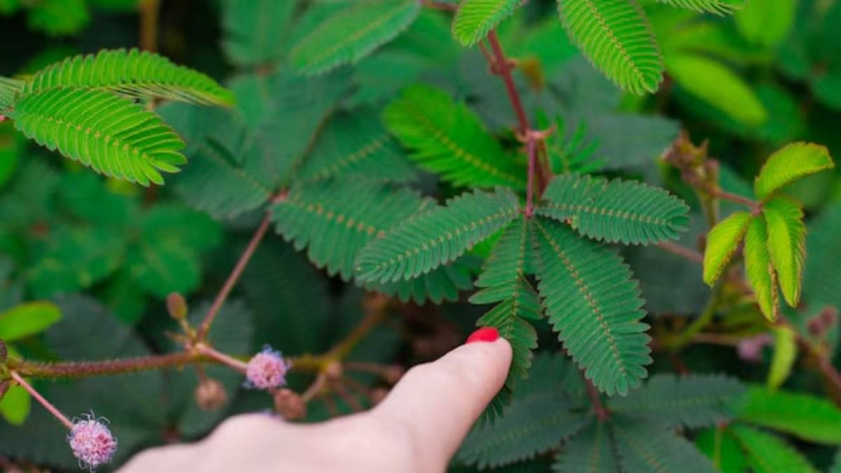 Description of the pic