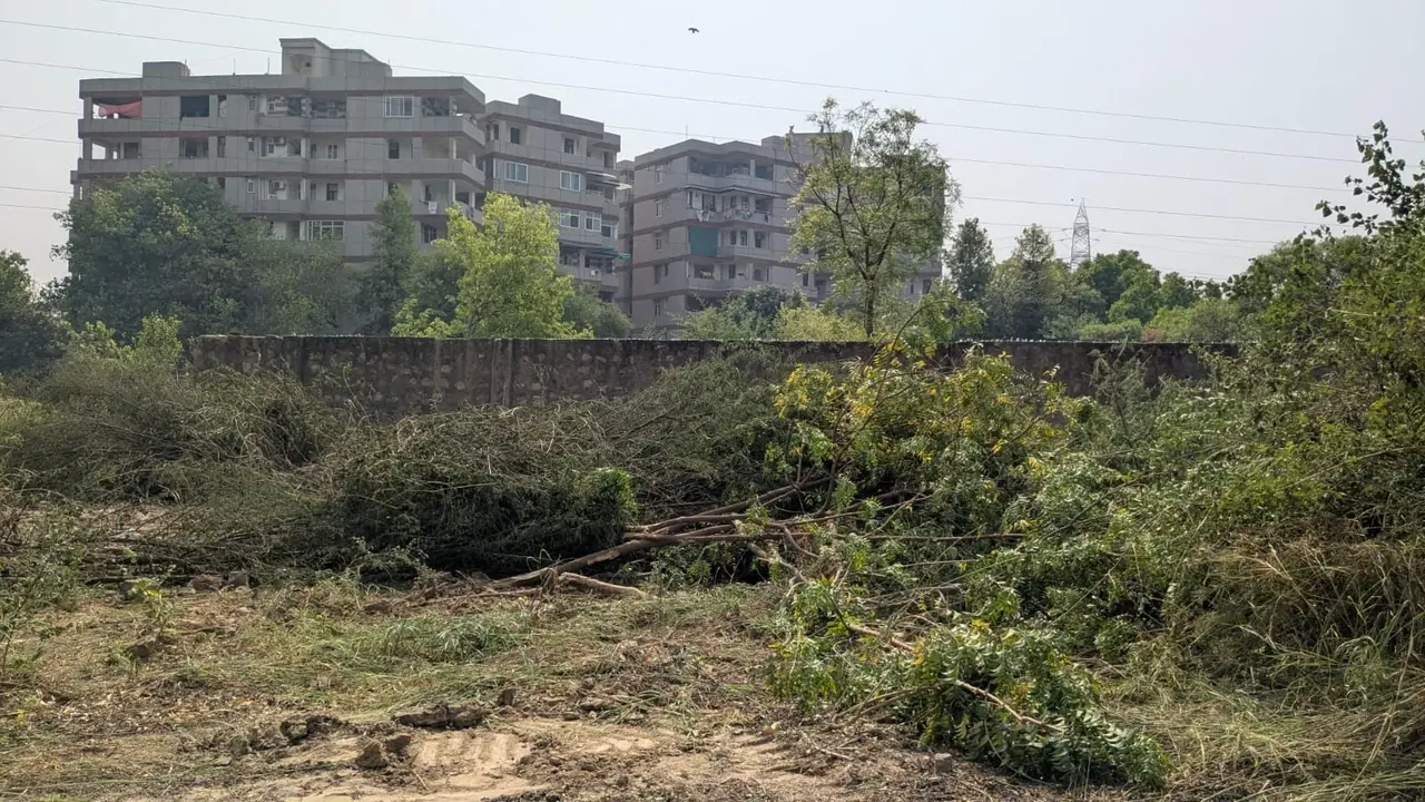 Tree Felling Frenzy In Delhi: Hundreds Cut Down Illegally In Dwarka's National Institute Of Immunology Tree Felling Frenzy In Delhi: Hundreds Cut Down Illegally In Dwarka's National Institute Of Immunology
