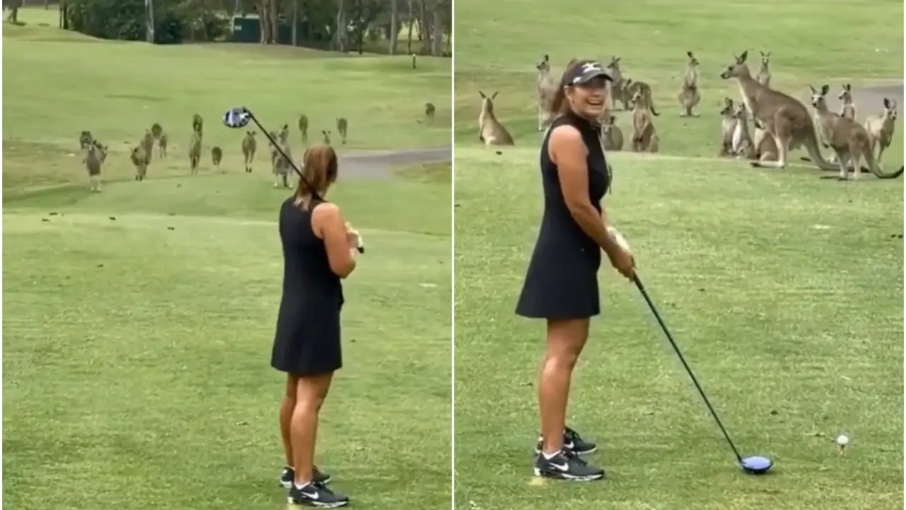 Troop of kangaroos interrupted a golf game.