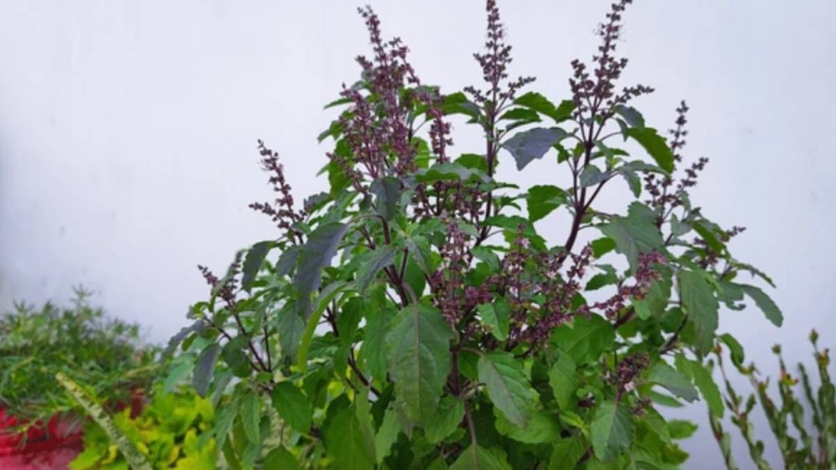tulsi