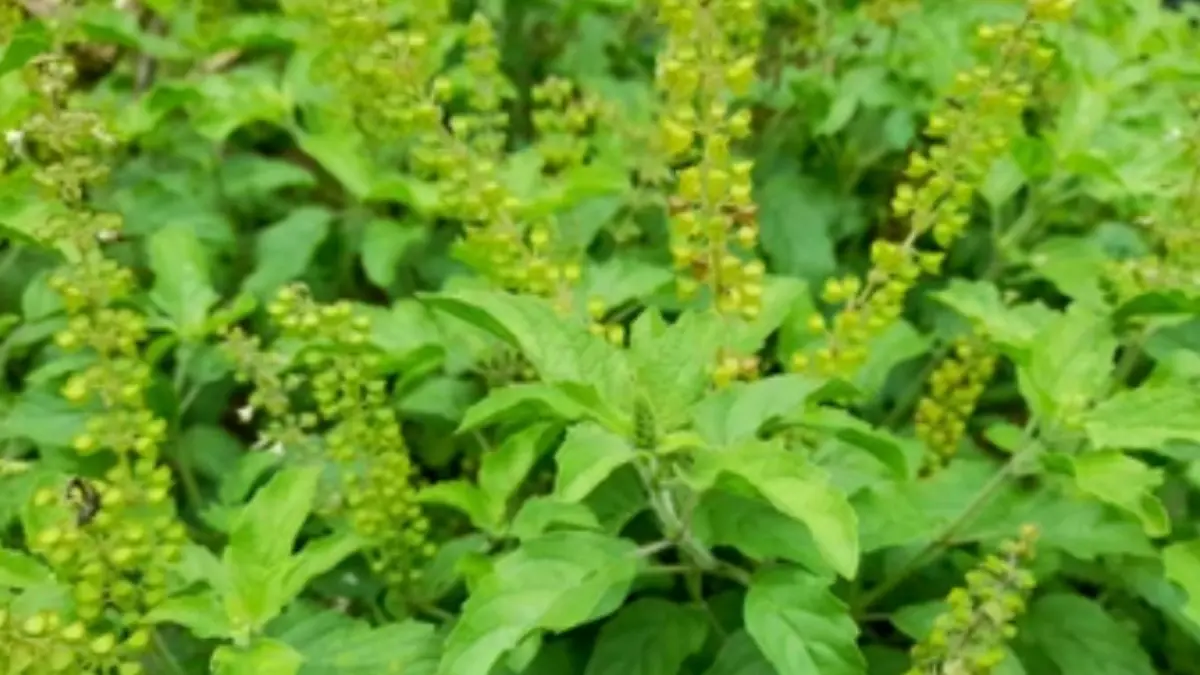 tulsi