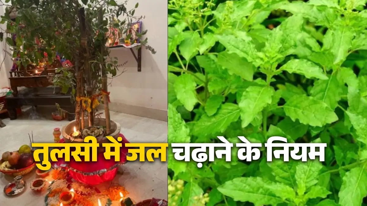 tulsi-ke-niyam-basil plants mistakes maa tulsi par jal-chadhana-kab-mana-hai