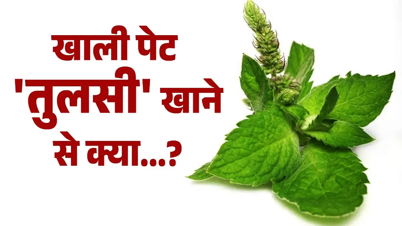 tulsi leaf benefits on empty stomach in the morning