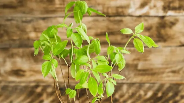 Tulsi plant