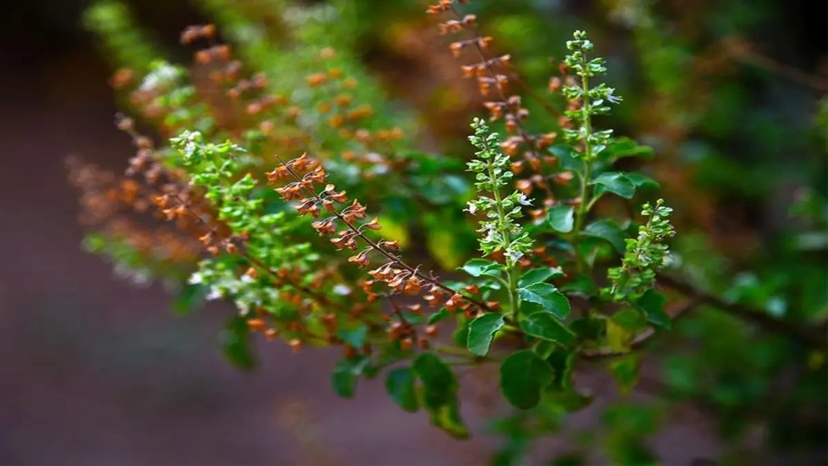 Tulsi Plant