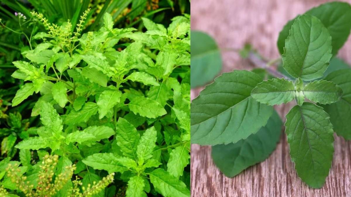 Tulsi Leaves for Health