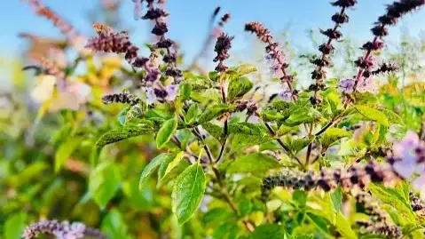 Tulsi Pujan Diwas 2024