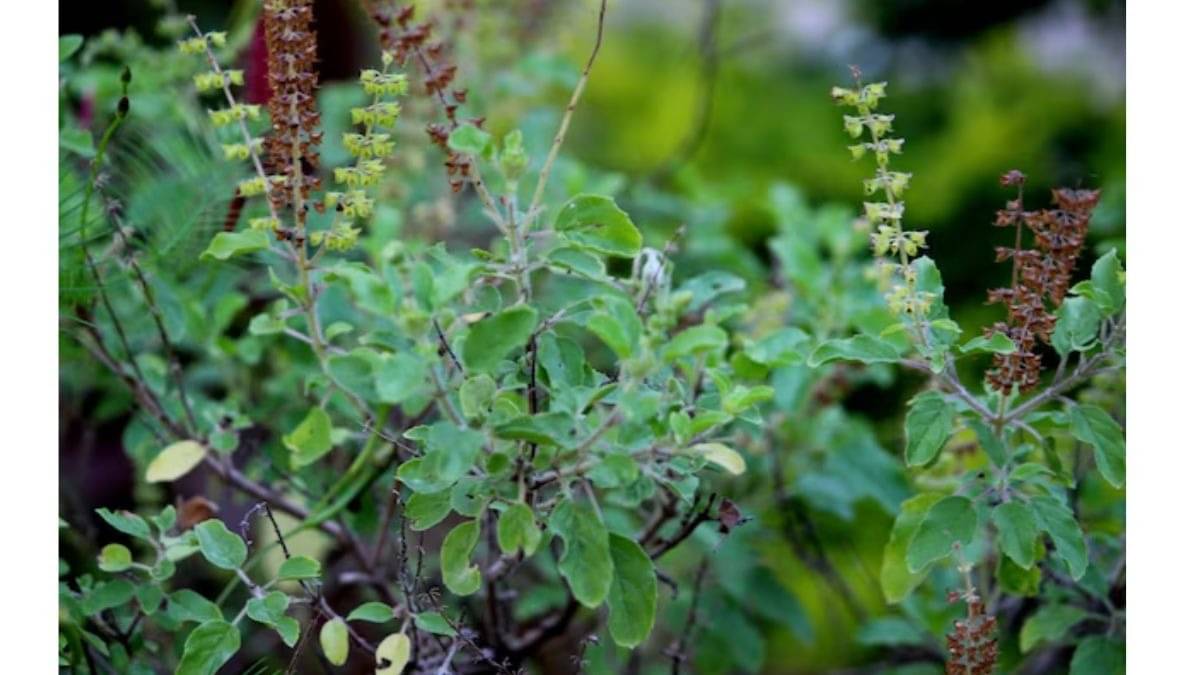 Description of the pic