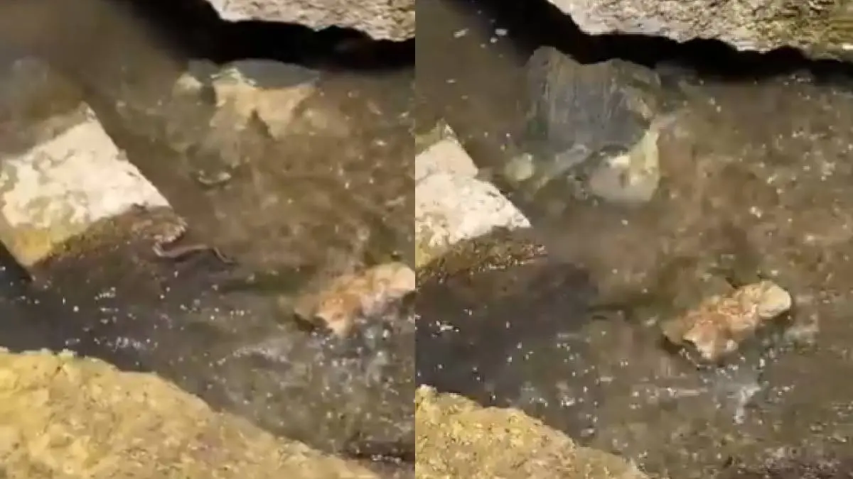 Turtle eats Snake