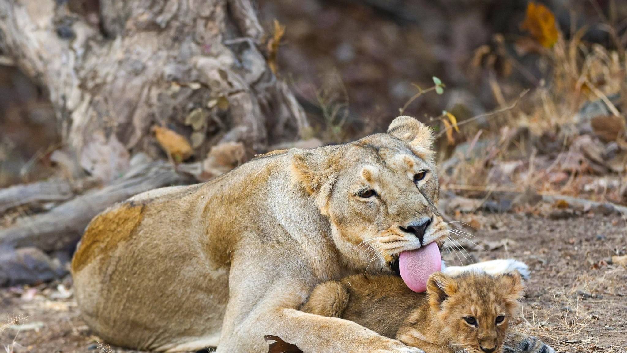 Description of the pic