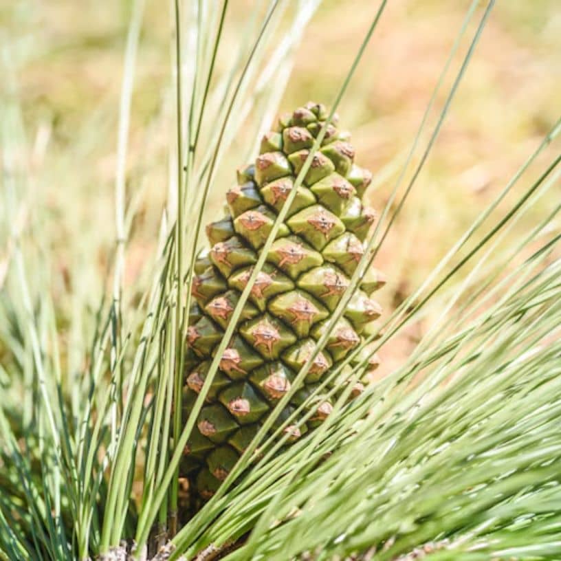 Description of the pic