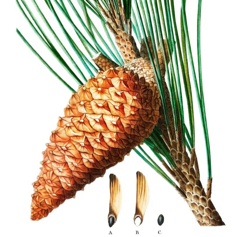 Description of the pic