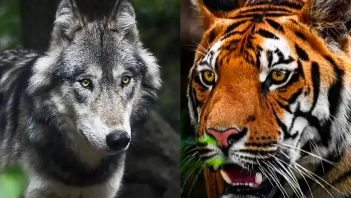 बहराइच से सीतापुर तक 'आदमखोर' जानवरों का खौफ, वन मंत्री ने बुलाई समीक्षा बैठक; DM ने दिए ये निर्देश UP