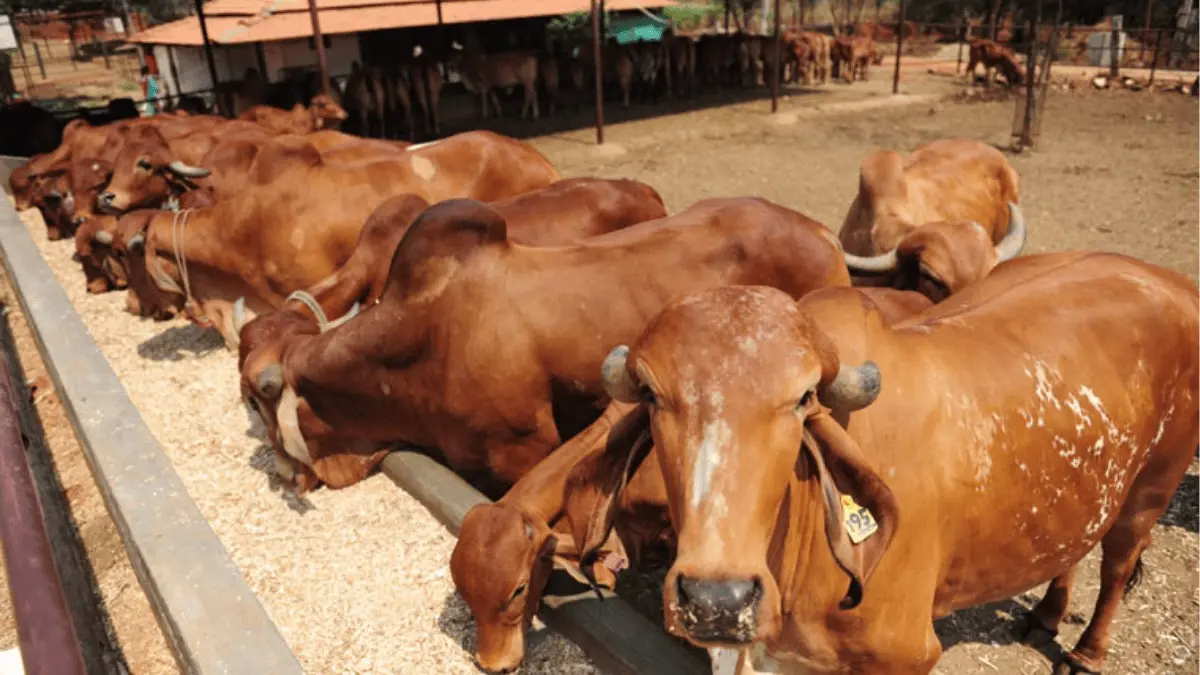 UP Cow Commission, Patanjali Pact to Boost Cow Protection, Farming