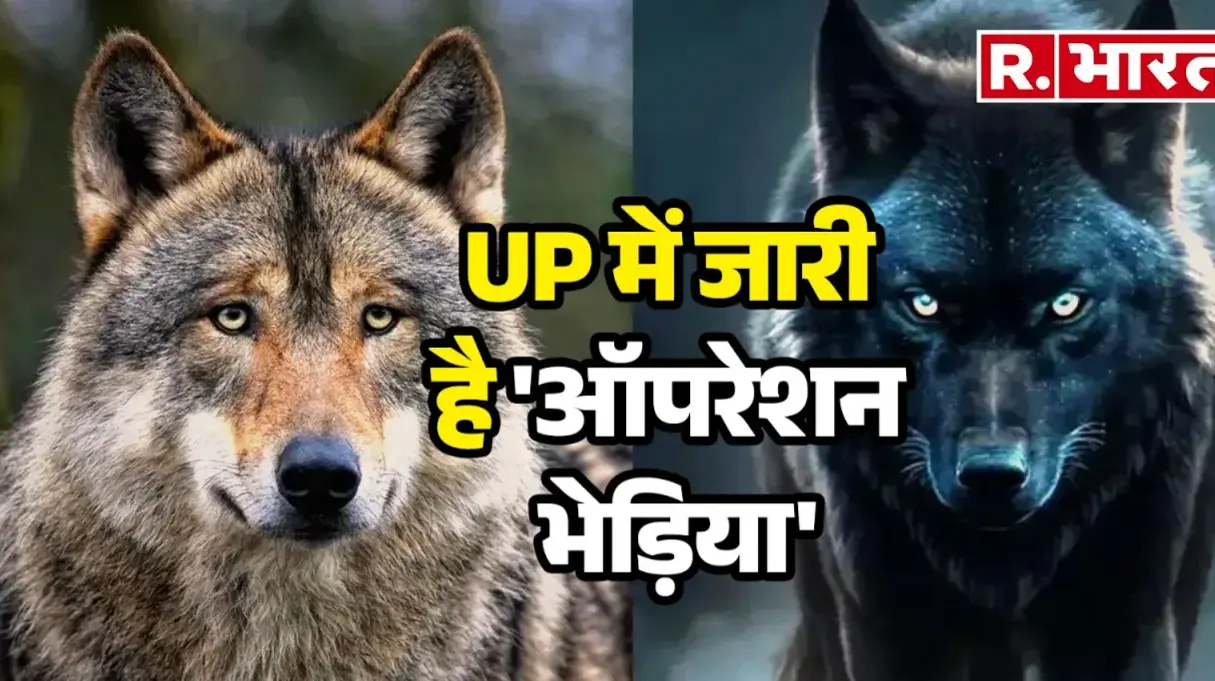 UP Wolf Attack