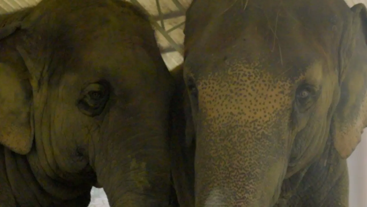 Vantara Extends Lifelong Care and Support to ISKCON Mayapur Elephants