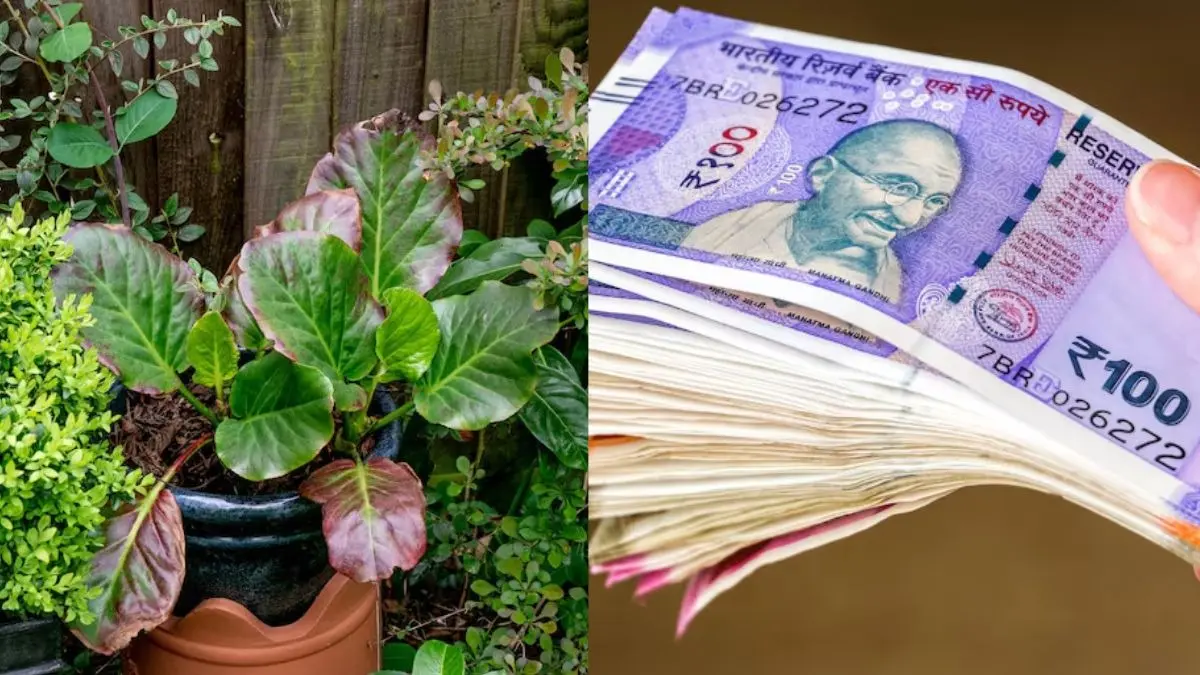 vastu tips plants to attract money and solve financial crisis brings happiness and prosperity to home