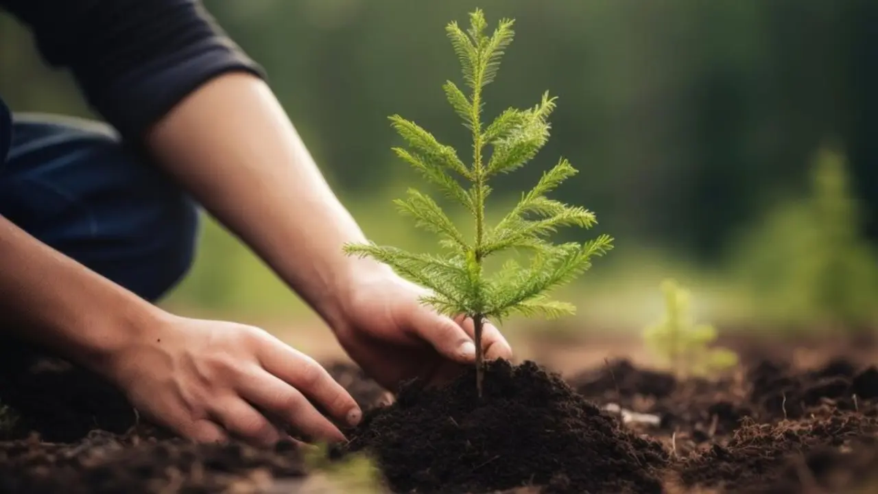 Vastu Tips For plant