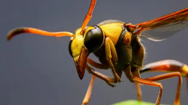 Vespula germanica