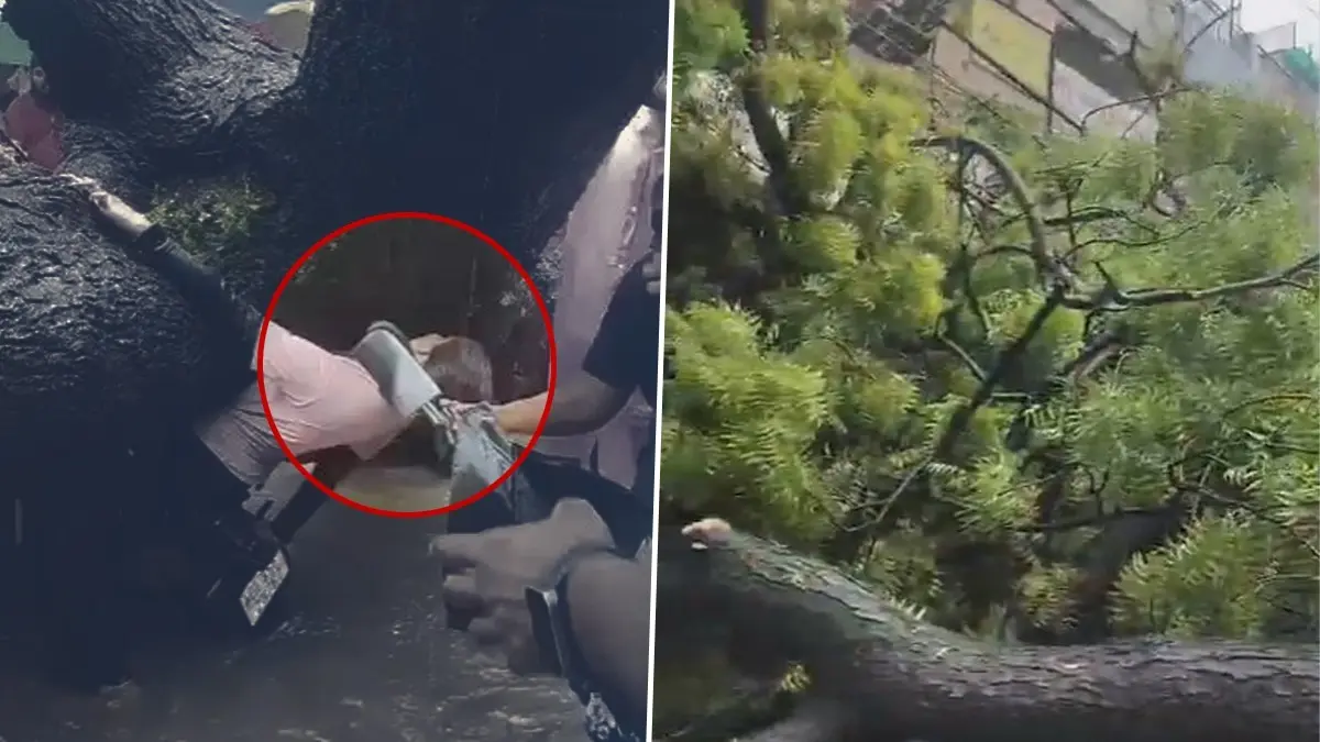 Delhi Rain: Video Shows Woman Stuck As Giant Tree Falls In Kalkaji Area Video: Girl Stuck Under Fallen Tree, Two Injured as Heavy Rainfall and Thunderstorm Hit Delhi's Kalkaji