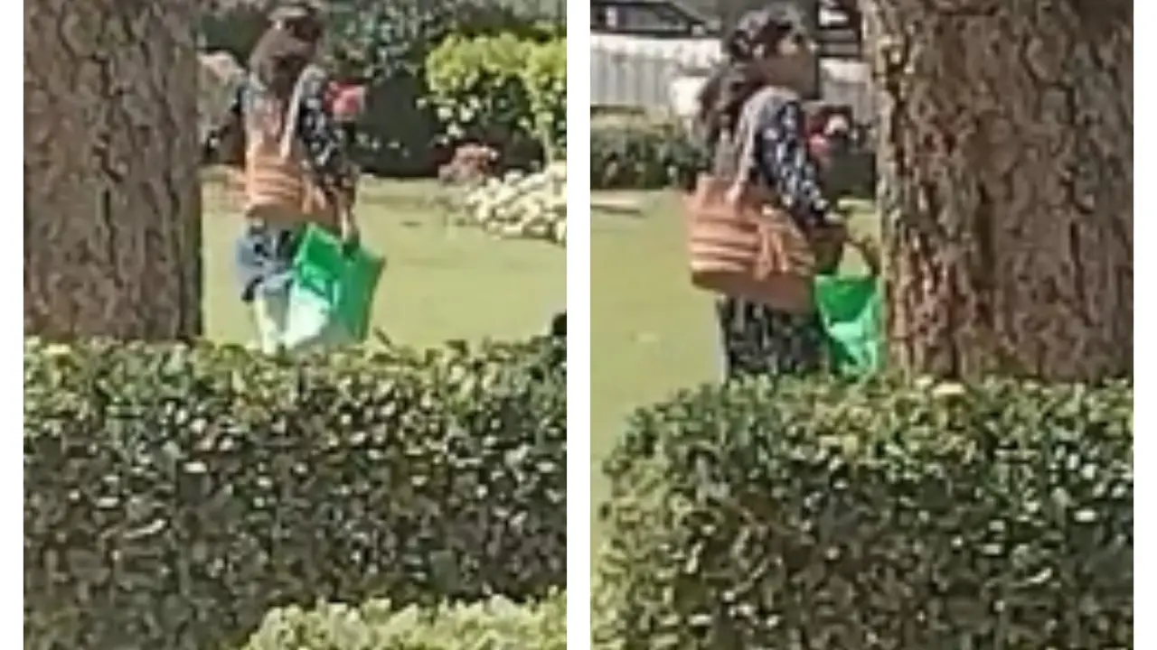 'Serious Cases Pending': Woman Defends Plucking Roses from Supreme Court Lawn, Divides Internet Video of woman plucking flowers from SC lawn goes viral