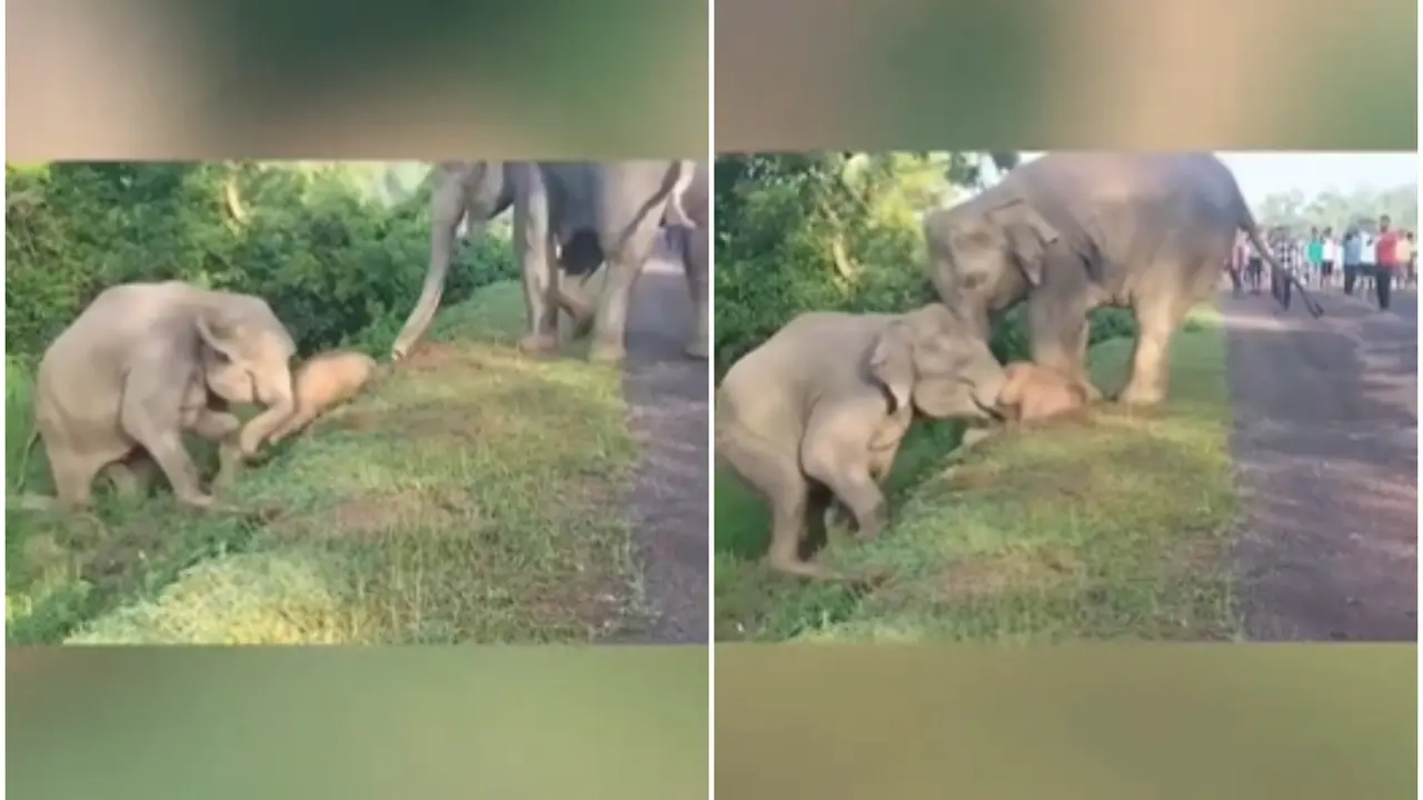 Viral elephant rescue video