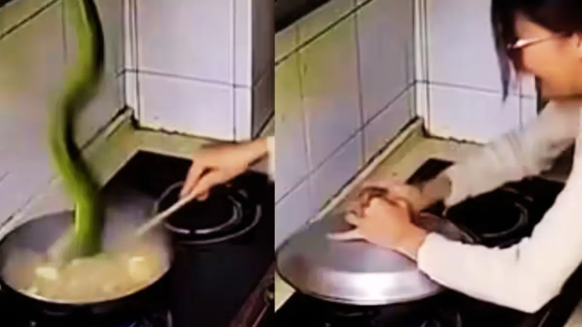 Snake Viral Video: महिला पका रही थी सब्जी, बगल में पालतू बिल्ली; तभी अचानक कढ़ाई में गिरा सांप, फिर जो किया उसे देखकर दबा लेंगे दातों तले उंगलियां Viral Video