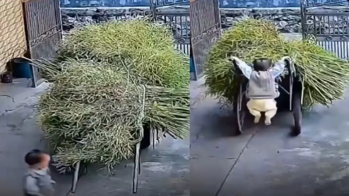 VIRAL VIDEO: मां की मदद करना चाहता था मासूम, पकड़ी बुग्गी तो हवा में लटक गया, नेटिजंस बोले- कर्म करने जाओ, कांड हो जाता है Viral Video