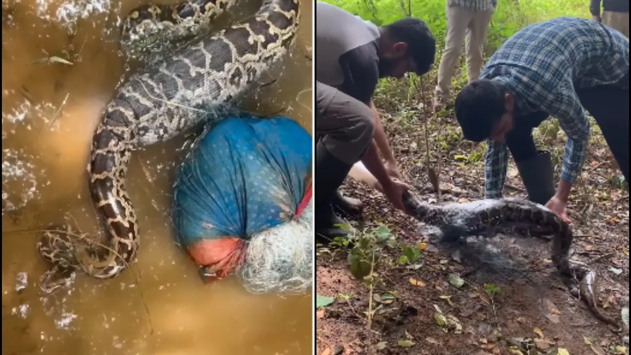 Viral Video: 7-Foot Python Rescued from Fishing Net by Wildlife Officials in Karnataka's Agumbe Viral Video: 7-Foot Python Rescued from Fishing Net by Wildlife Officials in Karnataka's Agumbe