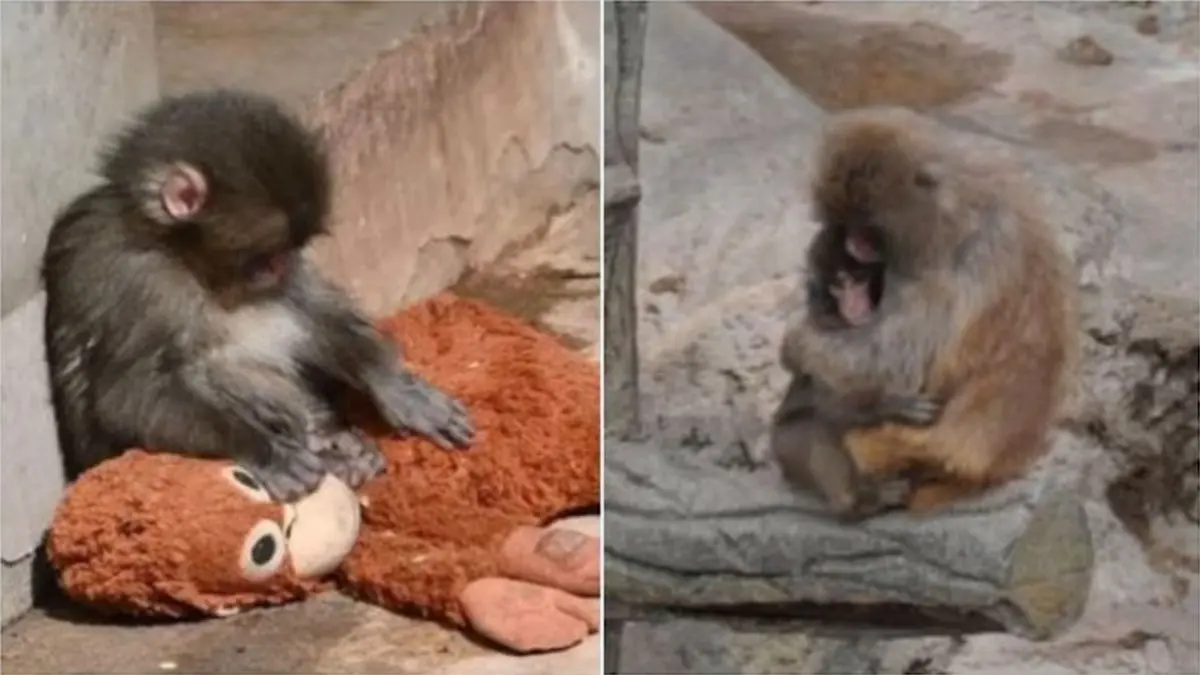 Viral Video: Baby Monkey ‘Punch’ Wins Hearts Online After Heartwarming Hug With New Troop | WATCH Viral Video: Baby Monkey ‘Punch’ Wins Hearts Online After Heartwarming Hug With New Troop | WATCH
