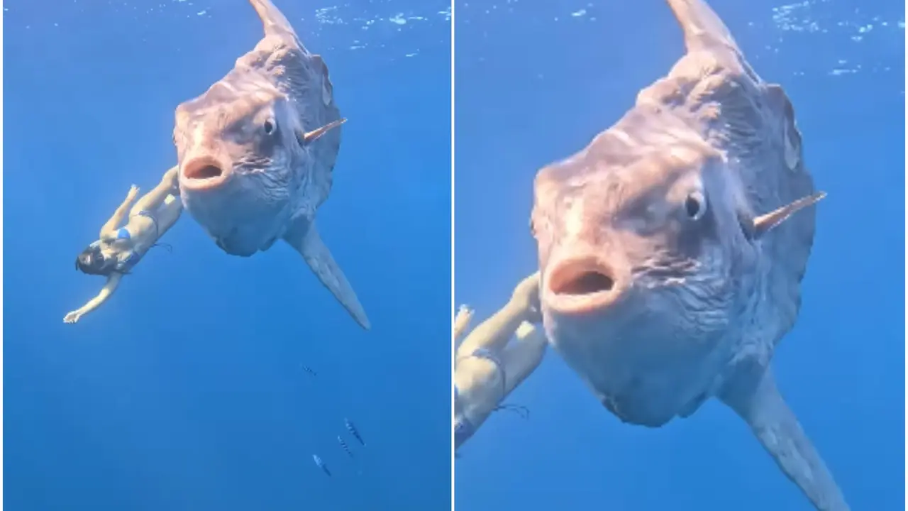 Viral Video: Diver's Rare Face-Off With Giant Sunfish Takes Internet by Storm