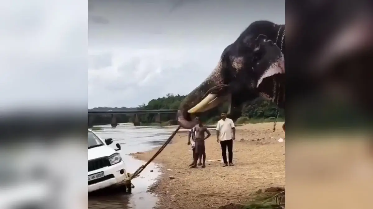 Viral Video: Elephant pulls out Fortuner from river