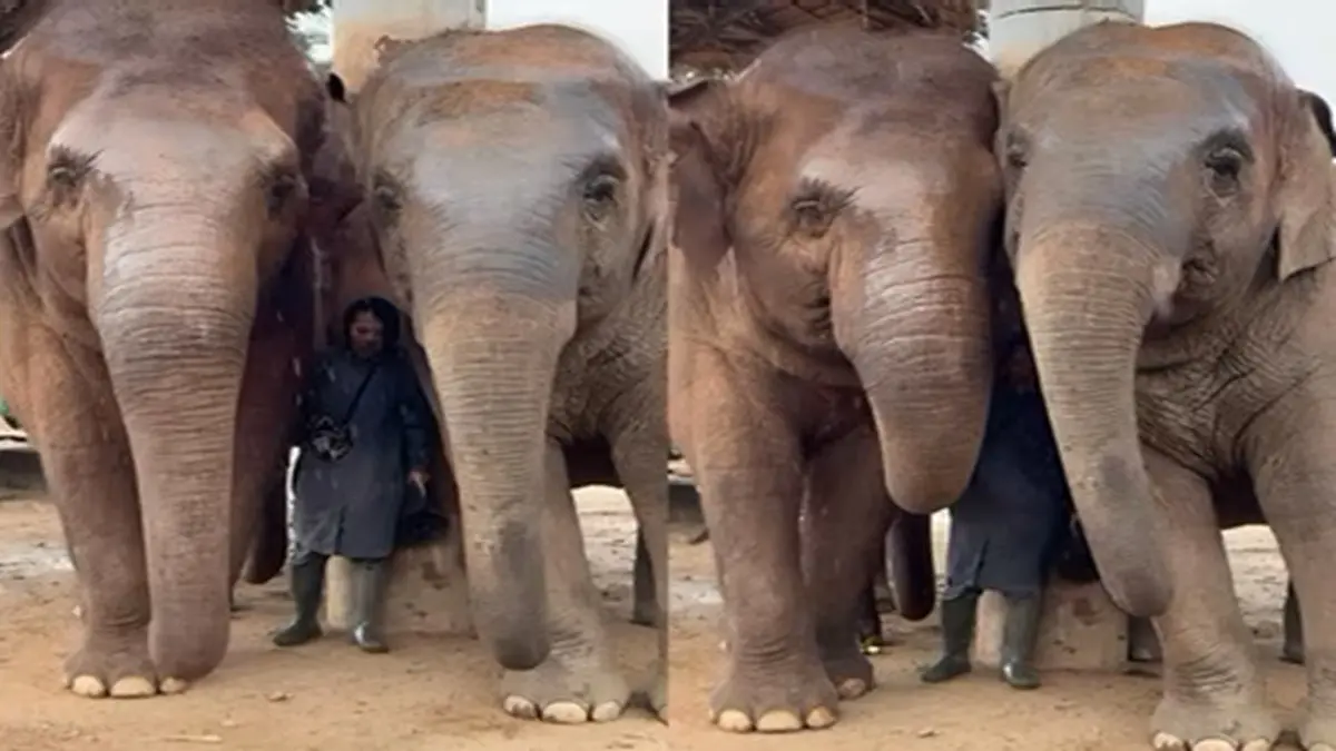 Elephants, viral video