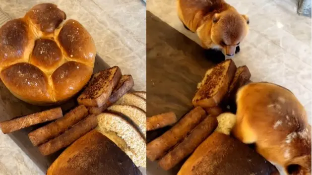 Viral Video of Bread Coming 'Alive' Hits 250 Million Views, But Viewers Are Unhappy Viral video of bread coming alive