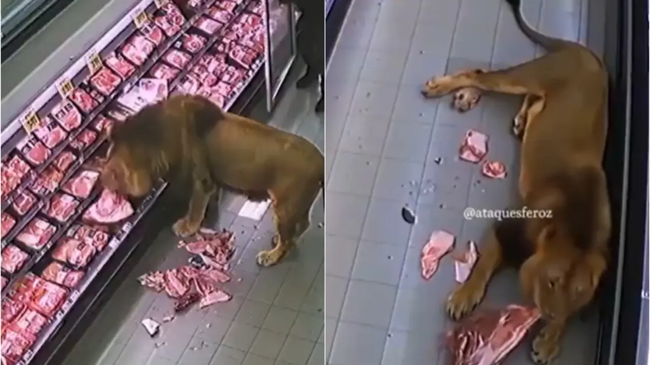 Viral video of lion entering store is AI-generated.
