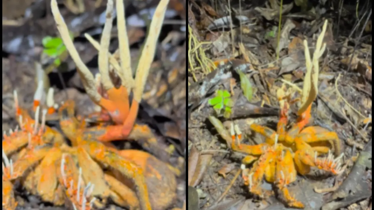 Viral Video: Real-Life 'Zombie Fungus' Captures Attention with Rare Tarantula Infection Viral Video: Real-Life 'Zombie Fungus' Captures Attention with Rare Tarantula Infection