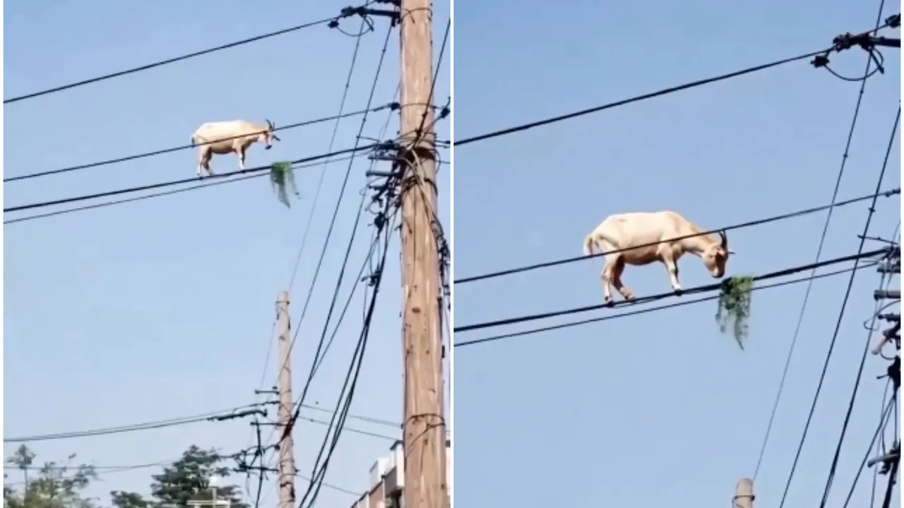 Viral Video Shows Goat on Electric Wire; Netizens Wonder: 'Upar Kaise Pahunchi?'