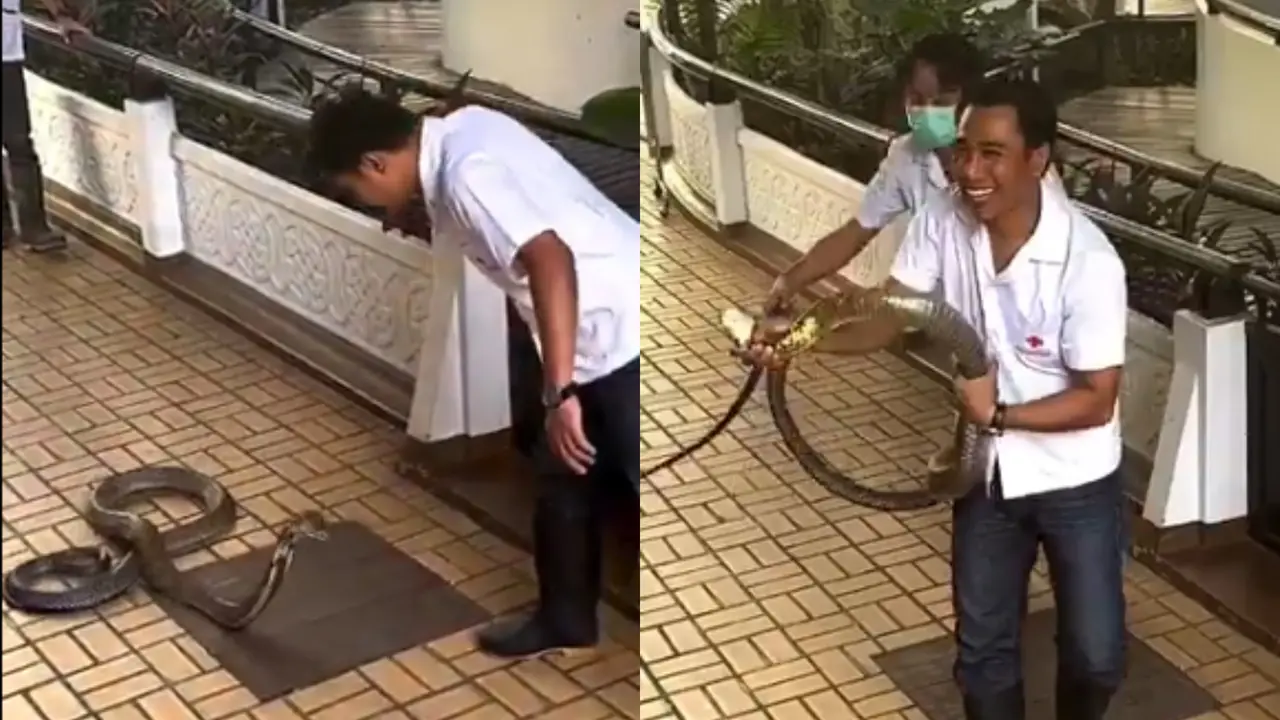 Man Casually Grabs Cobra with Smile on his Face, Netizens Call him 'Legend' | WATCH Viral Video Shows Man Catching Cobra in Thailand