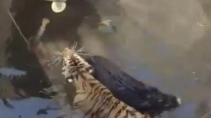 Viral Video: Tiger, Wild Boar Fall Into Same Well After Chase Goes Wrong